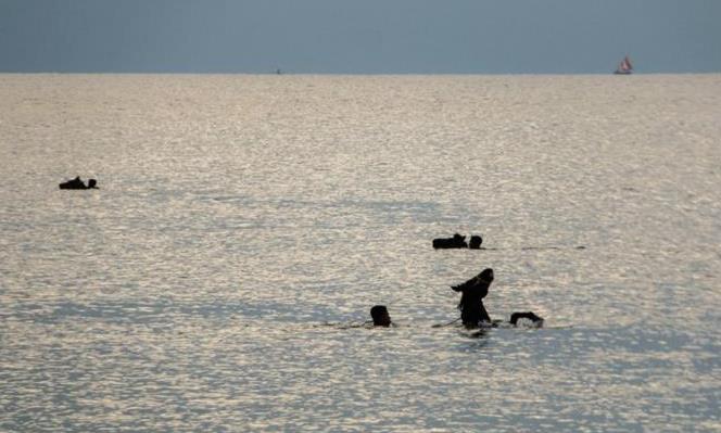 Kalau Tak Diarahkan, Ia Bisa Berenang sampai Bali Kalau Tak Diarahkan, Ia Bisa Berenang sampai Bali