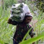 Intesitas Hujan Tinggi, Sayuran Cepat Busuk