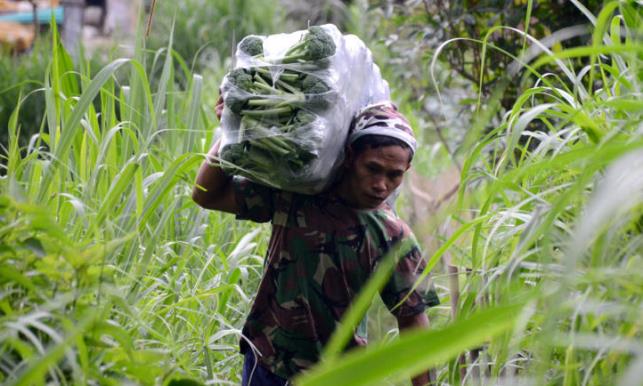Intesitas Hujan Tinggi, Sayuran Cepat Busuk