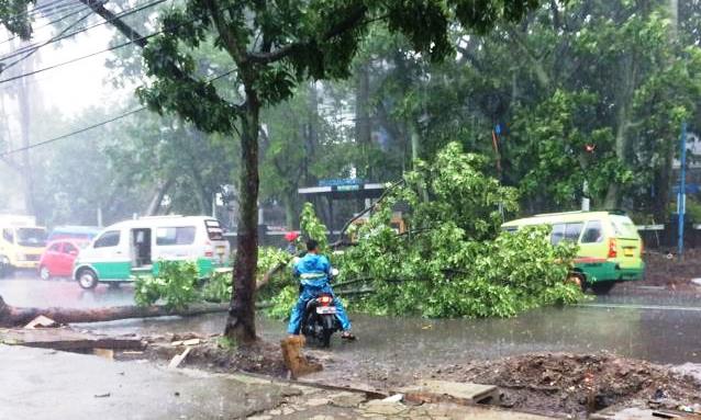 DPKP3 Awasi Pohon Tua