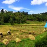 Perlu Komitmen Wujudkan Seribu Kampung