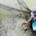 Cuaca Buruk, Produksi Ikan di Waduk Turun