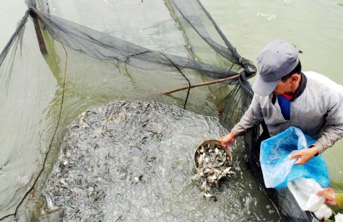 Cuaca Buruk, Produksi Ikan di Waduk Turun