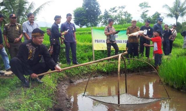 Program Mina Padi Akan Dikembangkan