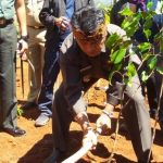 Pohon Kudu Jadi Tanamanan Kesayangan