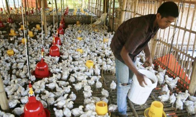 Rupiah Anjlok, Pakan Ternak Mahal