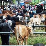 Pasar Hewan Ditargetkan Dibangun 2018