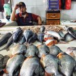 Harga Ikan Laut Mulai Merangkak Naik