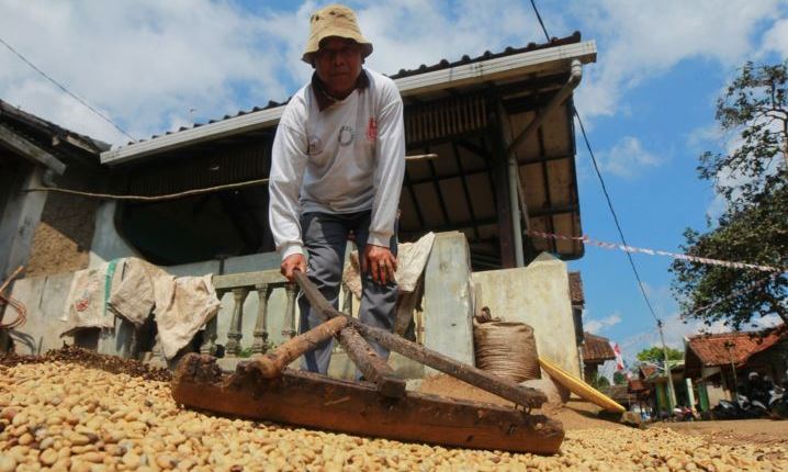 Petani Kopi di Lembang Minta Perhatian Petani Kopi di Lembang Minta Perhatian