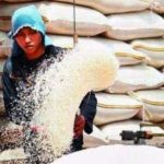 Hasil Panen Beras Melimpah, Harga Jual Justru Turun