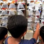 Awas Ada Ikan Berbahaya Banyak Beredar