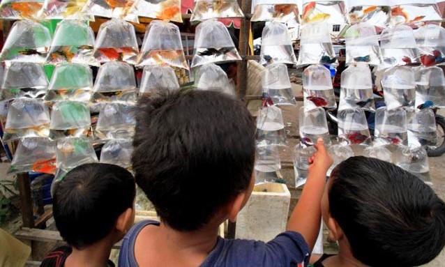 Awas Ada Ikan Berbahaya Banyak Beredar