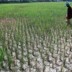 Antisipasi Kekeringan, Pemkab Karawang Lakukan Normalisasi Aliran Sungai Lahan sawah di Jabar mengalami kekeringan karena musim kemarau. (foto: Dok Jabarekspres)