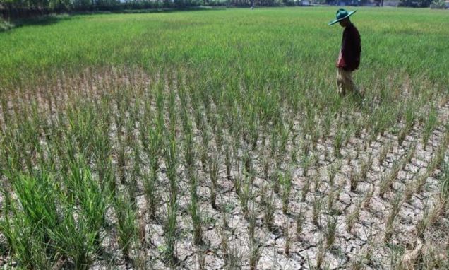 Lahan sawah di Jabar mengalami kekeringan karena musim kemarau. (foto: Dok Jabarekspres)