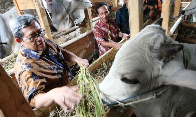 Targetkan Produksi 21 Ribu Ekor