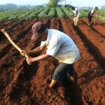 Petani Sayur Akan Alih Profesi