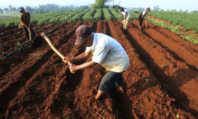 Petani Sayur Akan Alih Profesi