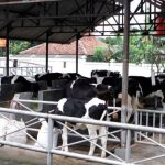 Distan Bagi-Bagi Hewan Ternak