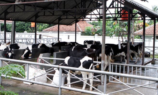 Distan Bagi-Bagi Hewan Ternak