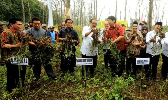 Pusat Inkubasi Syariah MUI-Garuda Food Panen Kacang