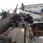 Pohon Besar Tumbang, Timpa Bengkel Uloh