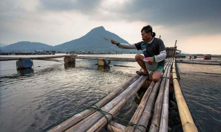 Produksi Ikan Diprediksi Turun 50 Persen