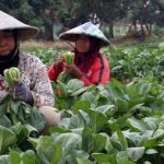 Bantuan Untuk Petani Kembali Digulirkan