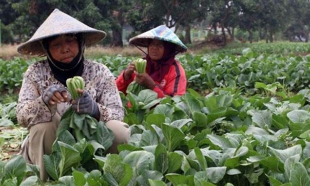 Bantuan Untuk Petani Kembali Digulirkan