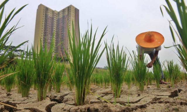 Buat Lahan Abadi untuk Sawah