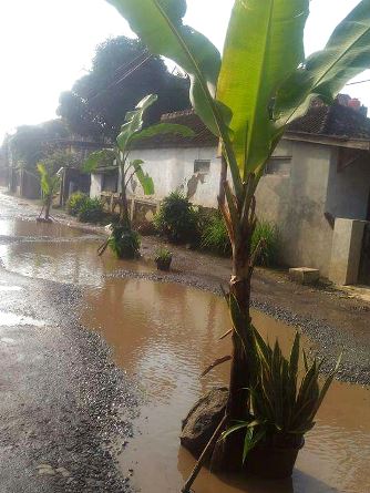 Jalan Rusak, Warga Tanam Pisang