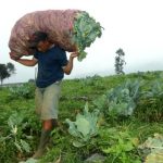 Curah Hujan Tinggi, Petani Sayur Merugi