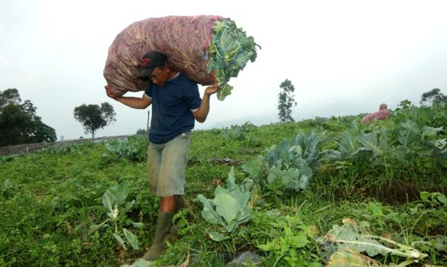 Curah Hujan Tinggi, Petani Sayur Merugi