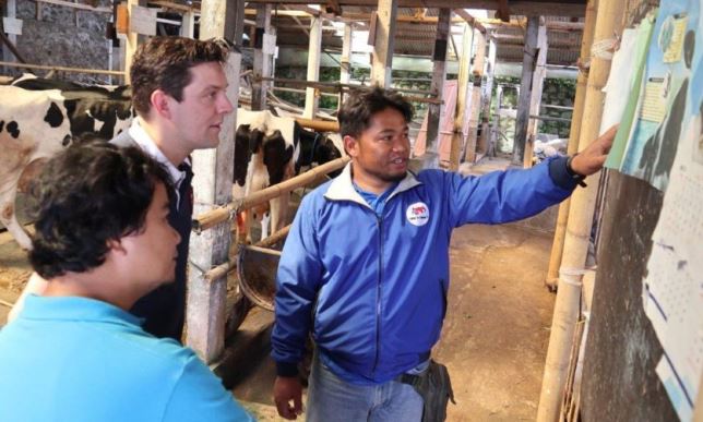 Frisian Flag Dorong Manajemen Bisnis Peternak Sapi