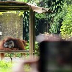 Pemberi Rokok Orangutan Akan Dilaporkan