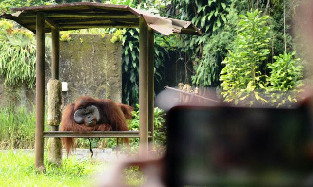 Pemberi Rokok Orangutan Akan Dilaporkan Pemberi Rokok Orangutan Akan Dilaporkan