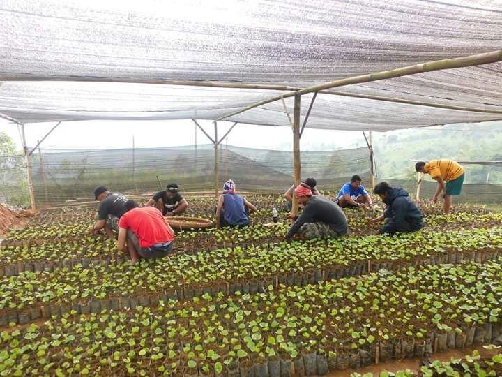 PPBPTI Rilis Harga Resmi Bibit Tanaman untuk Pastikan Harga Tetap Wajar