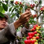 Petani kopi