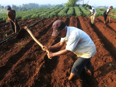 Bantuan untuk Petani Rp 12.6 Miliar