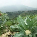 Petani Sayur Belum Tertarik Ke Kopi
