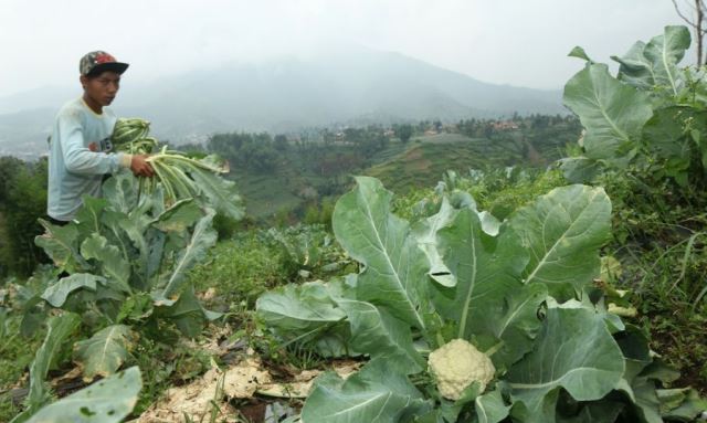 Petani Sayur Belum Tertarik Ke Kopi