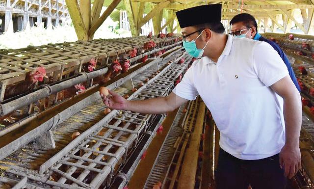 Peternak Ayam Petelur Keluhkan Jalan Rusak
