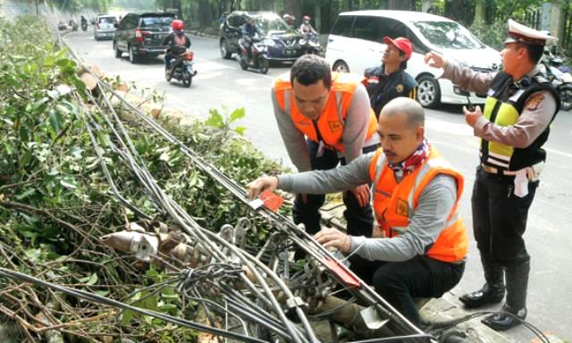 Lakukan Pemantauan Kondisi Pohon