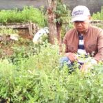 Tanaman Stevia, Si Manis yang Menjanjikan Tanaman Stevia