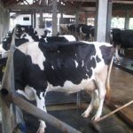 Harga Susu Belum Berpihak