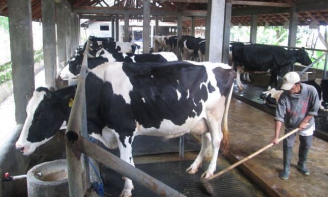 Harga Susu Belum Berpihak