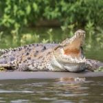 Ada Buaya Besar Di Sungai Citarum