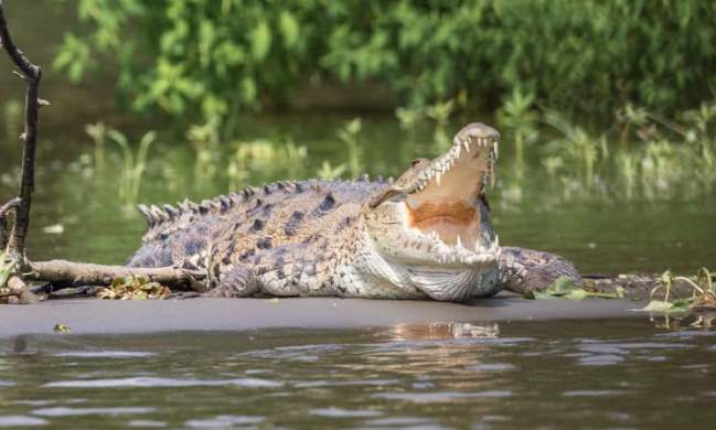 Ada Buaya Besar Di Sungai Citarum