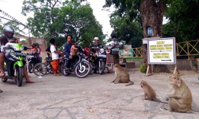 Ngabuburit Bareng Monyet