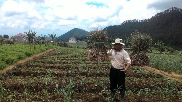 petani-bawang