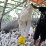 Pasokan Jagung Turun, Harga Pakan Ternak Naik